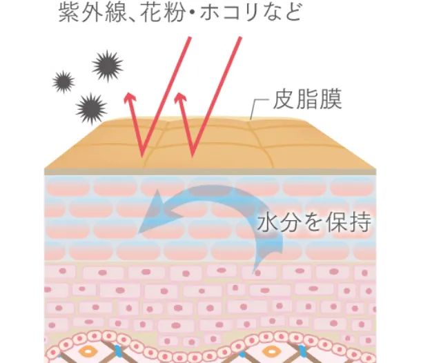 皮脂は天然の保湿剤